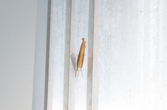 Ypsolopha dentiferella