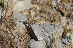 Oedaleus decorus