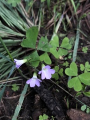 Oxalis alpina