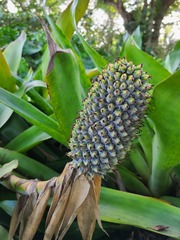 Aechmea mariae-reginae