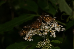 Celaenorrhinus maculosa