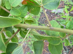 Desmodium viridiflorum