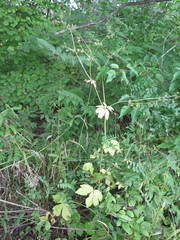 Sanicula chinensis