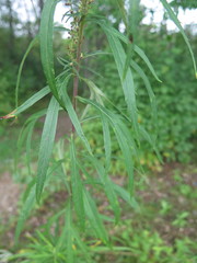 Artemisia selengensis