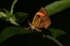 Pterodecta felderi