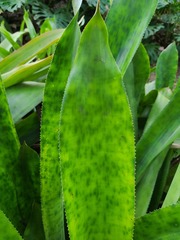 Aechmea mariae-reginae