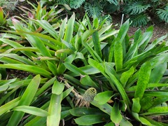 Aechmea mariae-reginae