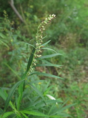 Artemisia selengensis