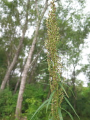 Artemisia selengensis