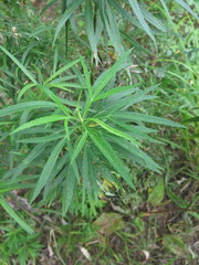 Artemisia selengensis