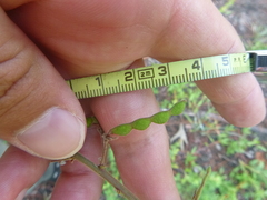 Desmodium viridiflorum