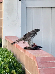 Accipiter cooperii