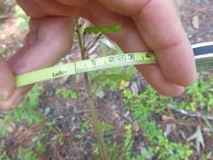 Desmodium viridiflorum