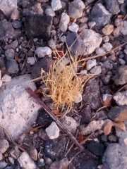 Dasyochloa pulchella