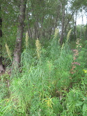Artemisia selengensis