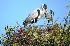 Ardea cocoi