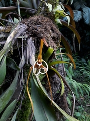 Maxillaria fractiflexa