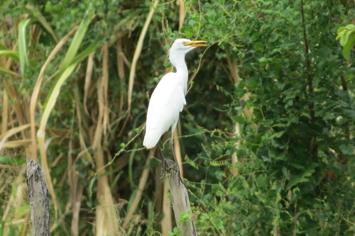 Western Cattle-Egret