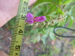 Desmodium viridiflorum