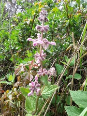 Stachys rigida quercetorum