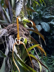 Maxillaria fractiflexa