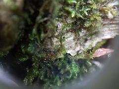 Dictyocatenulata alba