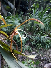 Maxillaria fractiflexa