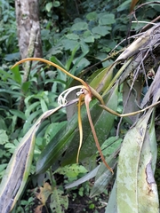 Maxillaria fractiflexa