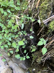 Codonopsis kawakamii