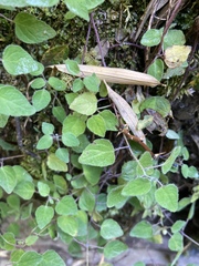 Codonopsis kawakamii