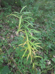 Polygonatum stenophyllum
