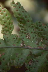 Tectariaceae