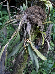 Maxillaria fractiflexa