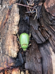Chrysina lecontei