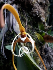Maxillaria fractiflexa