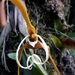 Maxillaria fractiflexa - Photo (c) Luis Salagaje, some rights reserved (CC BY-NC), uploaded by Luis Salagaje