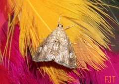 Scybalistodes periculosalis