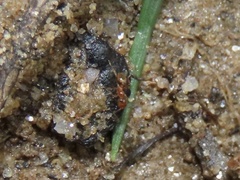 Pheidole tysoni