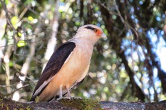 Daptrius chimachima