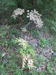 Angelica anomala
