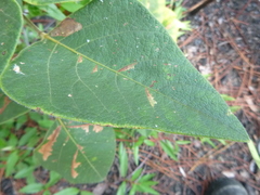 Desmodium viridiflorum