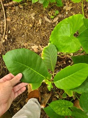 Ficus trigonata