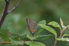 Satyrium prunoides