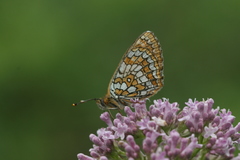 Melitaea arcesia
