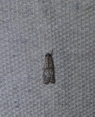 Zamagiria australella