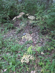 Angelica anomala