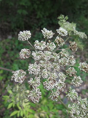 Angelica anomala