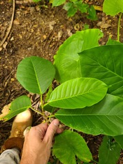 Ficus trigonata