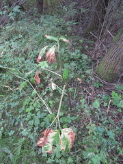 Arisaema amurense