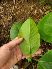 Ficus trigonata